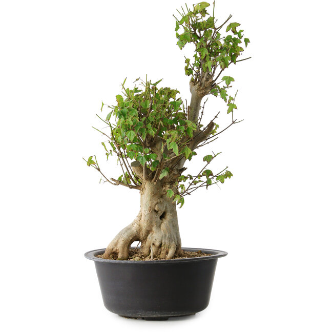 Acer buergerianum, 53 cm, ± 35 años, con un nebari de 20 cm