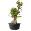 Acer buergerianum, 53 cm, ± 35 años, con un nebari de 20 cm