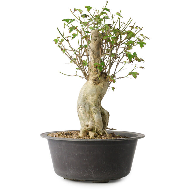 Acer buergerianum, 37 cm, ± 35 anni