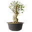 Acer buergerianum, 37 cm, ± 35 jaar oud