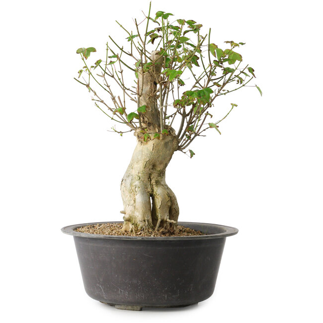 Acer buergerianum, 37 cm, ± 35 Jahre alt