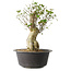 Acer buergerianum, 37 cm, ± 35 años
