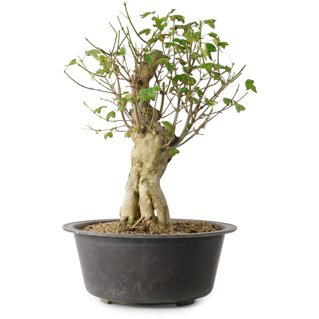 Acer buergerianum, 37 cm, ± 35 jaar oud