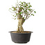 Acer buergerianum, 37 cm, ± 35 jaar oud