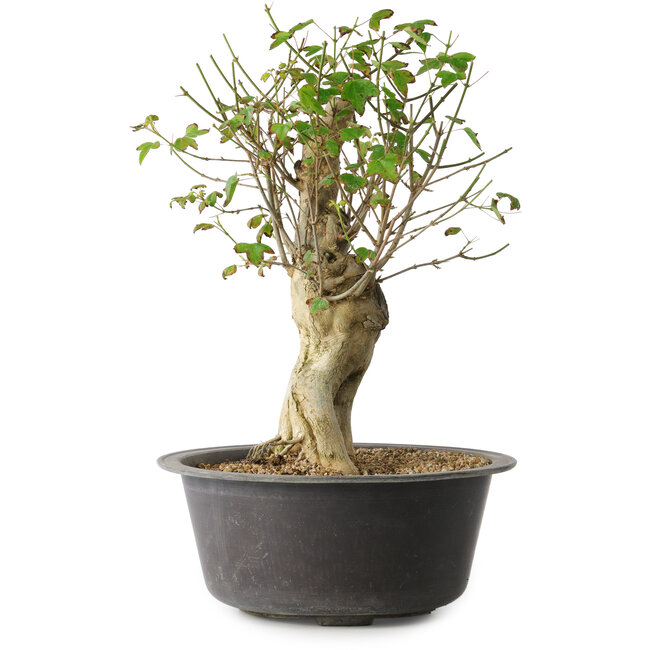 Acer buergerianum, 37 cm, ± 35 anni