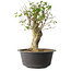 Acer buergerianum, 37 cm, ± 35 años