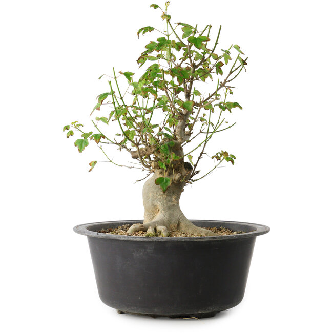 Acer buergerianum, 32 cm, ± 30 Jahre alt, mit einem Nebari von 15 cm