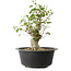 Acer buergerianum, 32 cm, ± 30 años, con un nebari de 15 cm