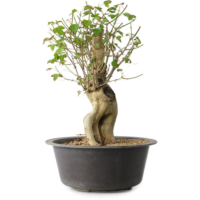 Acer buergerianum, 37 cm, ± 35 years old