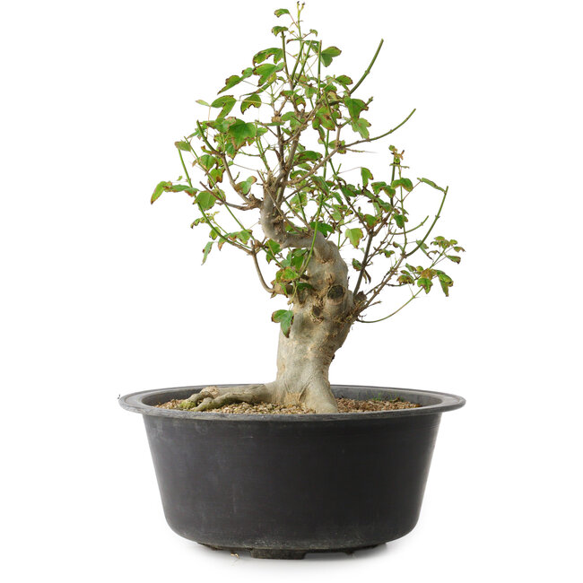 Acer buergerianum, 32 cm, ± 30 years old, with a nebari of 15 cm