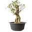 Acer buergerianum, 37 cm, ± 35 jaar oud