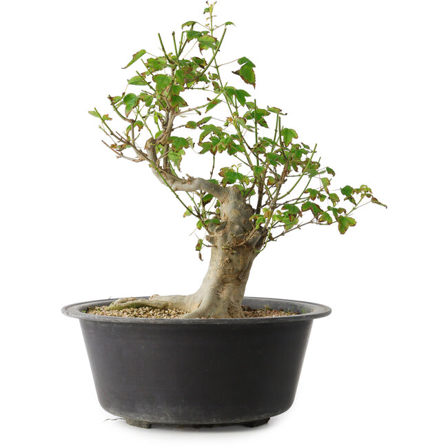 Acer buergerianum, 32 cm, ± 30 ans, avec un nebari de 15 cm