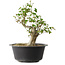 Acer buergerianum, 32 cm, ± 30 años, con un nebari de 15 cm