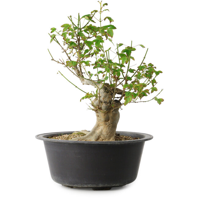 Acer buergerianum, 32 cm, ± 30 años, con un nebari de 15 cm