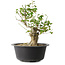 Acer buergerianum, 32 cm, ± 30 años, con un nebari de 15 cm