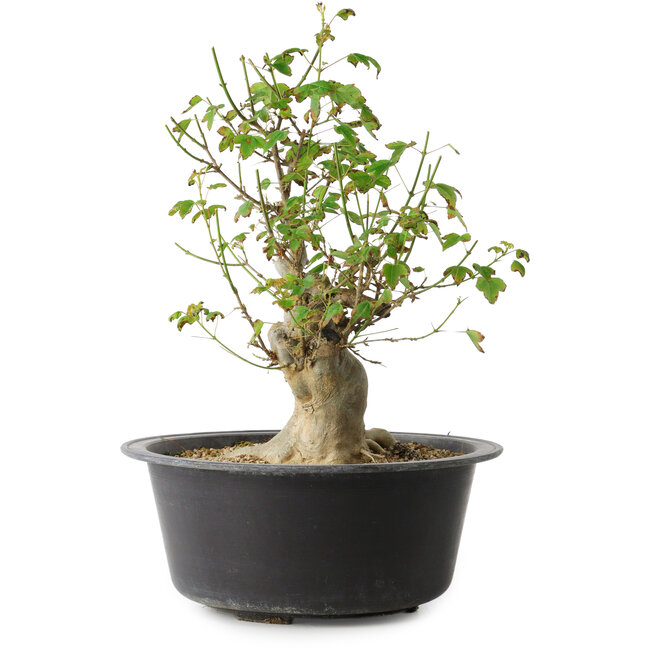 Acer buergerianum, 32 cm, ± 30 years old, with a nebari of 15 cm