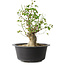 Acer buergerianum, 32 cm, ± 30 años, con un nebari de 15 cm