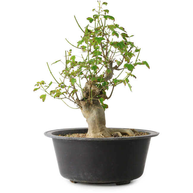 Acer buergerianum, 32 cm, ± 30 Jahre alt, mit einem Nebari von 15 cm