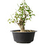 Acer buergerianum, 32 cm, ± 30 años, con un nebari de 15 cm
