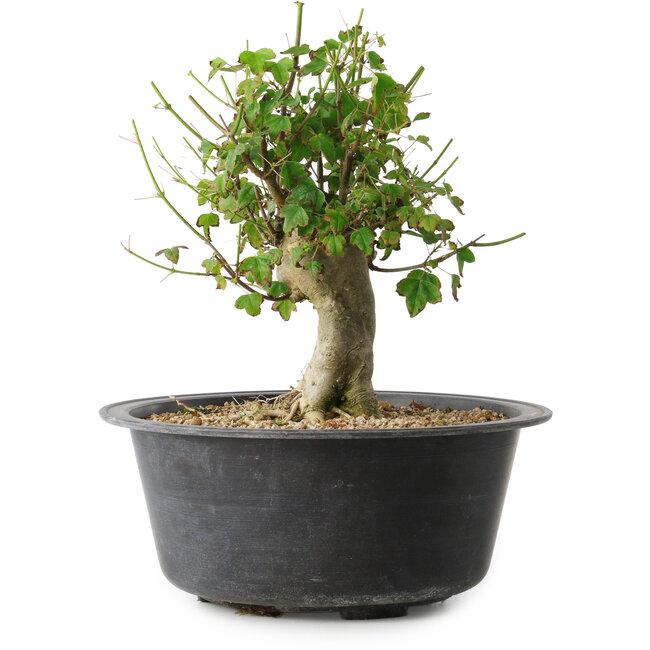 Acer buergerianum, 27,5 cm, ± 30 años