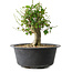 Acer buergerianum, 27,5 cm, ± 30 años
