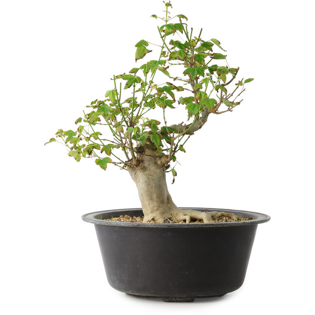 Acer buergerianum, 32 cm, ± 30 años, con un nebari de 15 cm