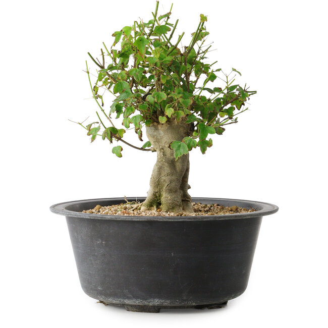 Acer buergerianum, 27,5 cm, ± 30 Jahre alt