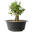 Acer buergerianum, 27,5 cm, ± 30 años