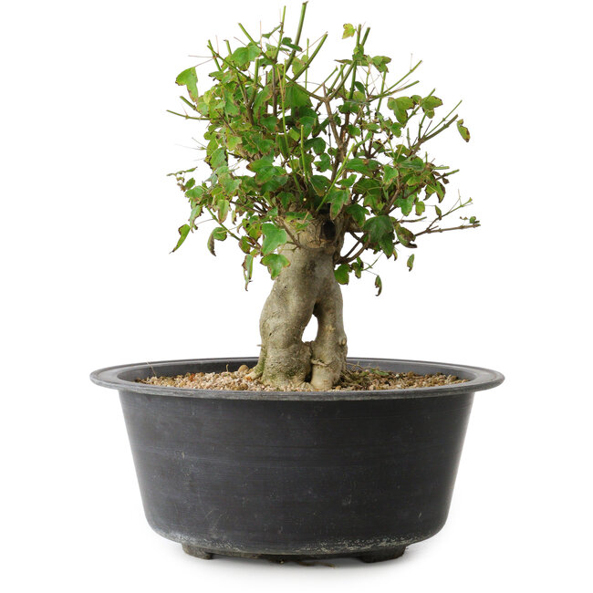 Acer buergerianum, 27,5 cm, ± 30 years old