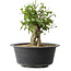 Acer buergerianum, 27,5 cm, ± 30 años
