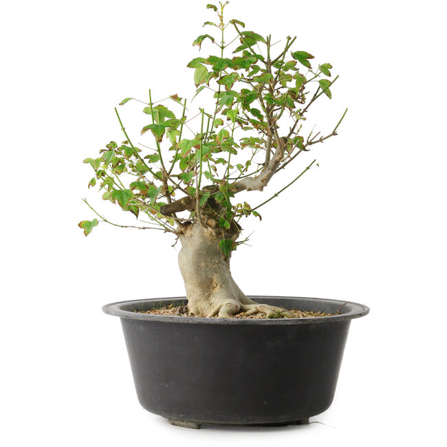 Acer buergerianum, 32 cm, ± 30 Jahre alt, mit einem Nebari von 15 cm