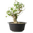 Acer buergerianum, 32 cm, ± 30 años, con un nebari de 15 cm