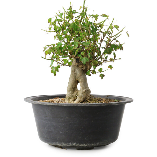 Acer buergerianum, 27,5 cm, ± 30 years old