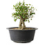 Acer buergerianum, 27,5 cm, ± 30 años
