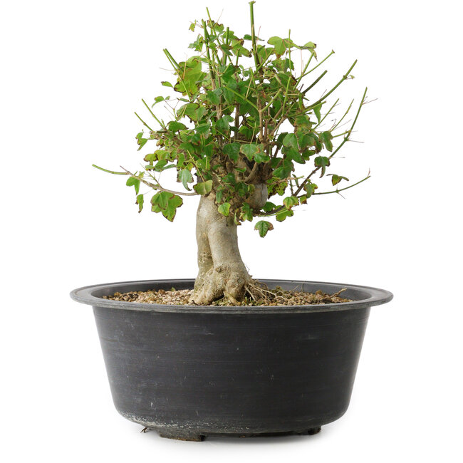 Acer buergerianum, 27,5 cm, ± 30 ans