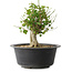 Acer buergerianum, 27,5 cm, ± 30 años