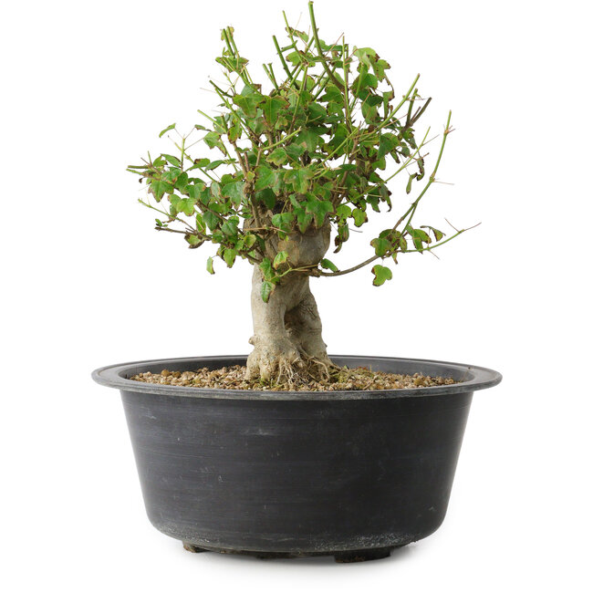 Acer buergerianum, 27,5 cm, ± 30 jaar oud