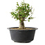 Acer buergerianum, 27,5 cm, ± 30 años