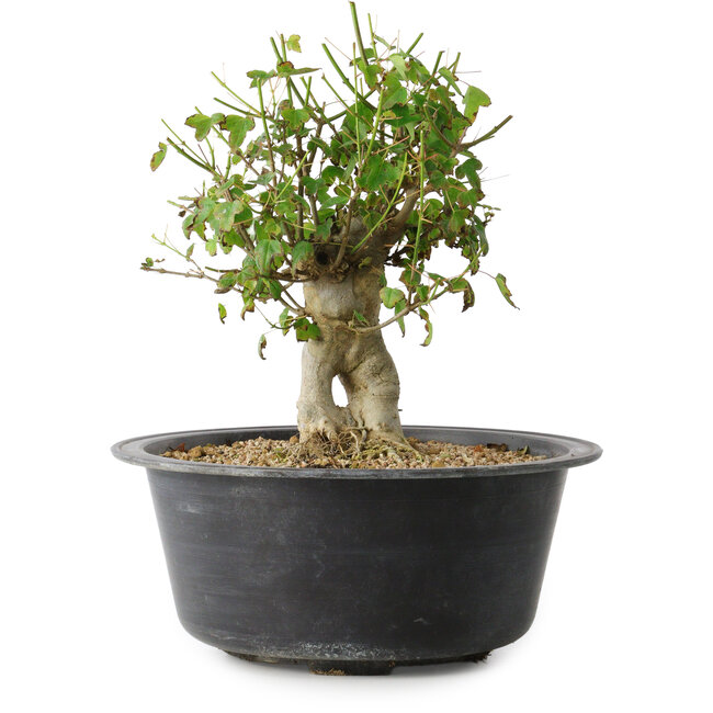 Acer buergerianum, 27,5 cm, ± 30 jaar oud