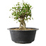 Acer buergerianum, 27,5 cm, ± 30 años