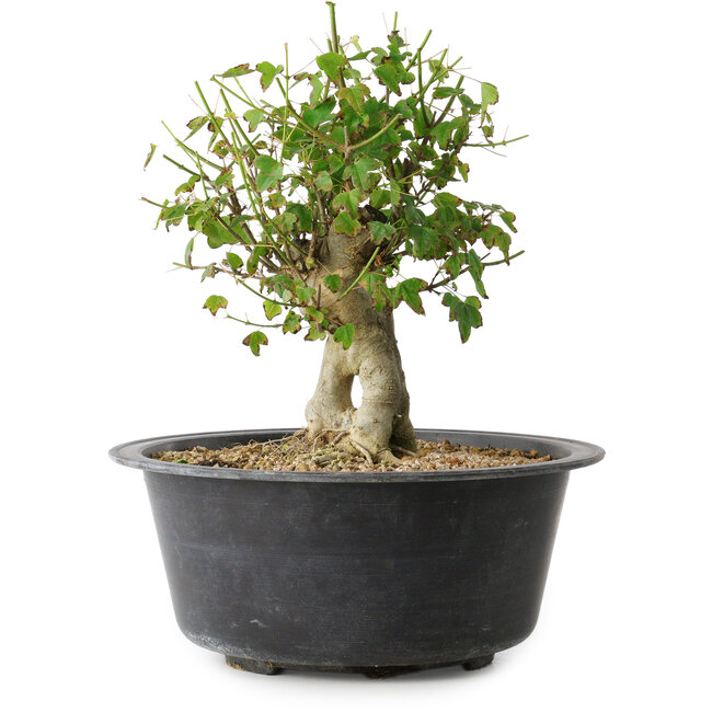 Acer buergerianum, 27,5 cm, ± 30 ans