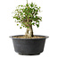 Acer buergerianum, 27,5 cm, ± 30 años