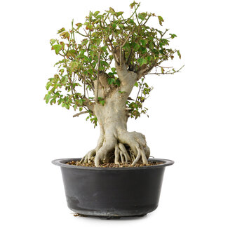 Acer buergerianum, 38 cm, ± 35 años