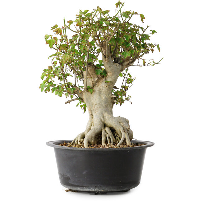 Acer buergerianum, 38 cm, ± 35 años, con un nebari de 22 cm