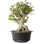 Acer buergerianum, 38 cm, ± 35 años, con un nebari de 22 cm
