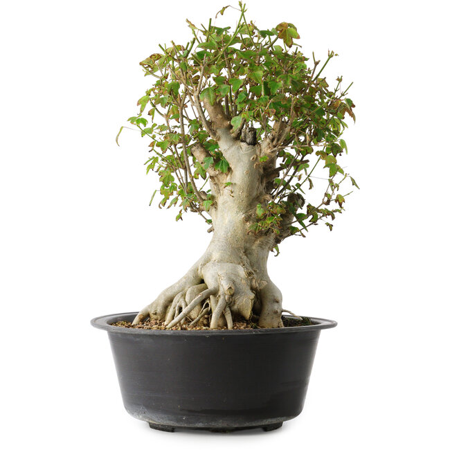 Acer buergerianum, 38 cm, ± 35 ans, avec un nebari de 22 cm