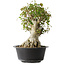 Acer buergerianum, 38 cm, ± 35 años, con un nebari de 22 cm