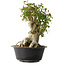Acer buergerianum, 38 cm, ± 35 años, con un nebari de 22 cm