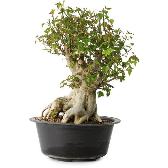 Acer buergerianum, 38 cm, ± 35 ans, avec un nebari de 22 cm