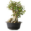 Acer buergerianum, 38 cm, ± 35 años, con un nebari de 22 cm